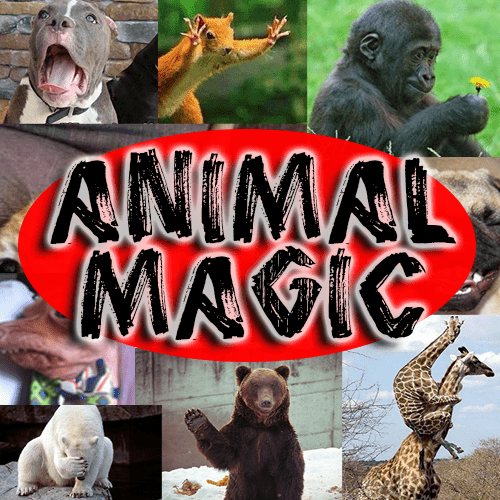 Animal Magic